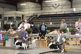 2012 BHCC National Specialty - Class Dogs